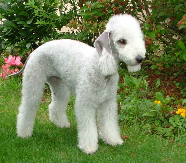 Bedlington Terrier