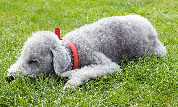 Bedlington Terrier origine
