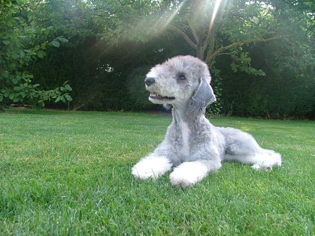 Bedlington Terrier aspetto