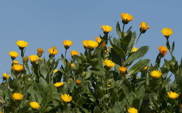 Calendula dei campi