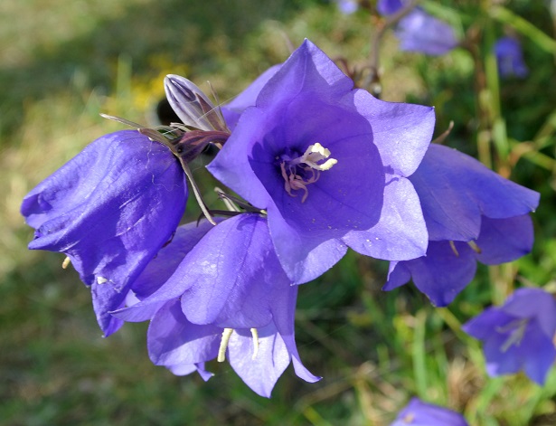 Campanula 