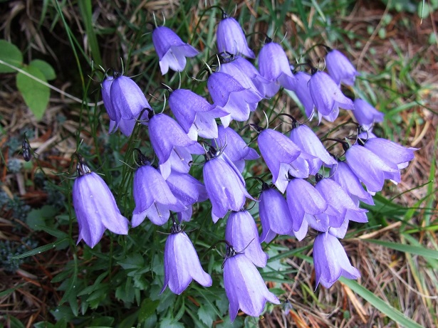 Campanula 