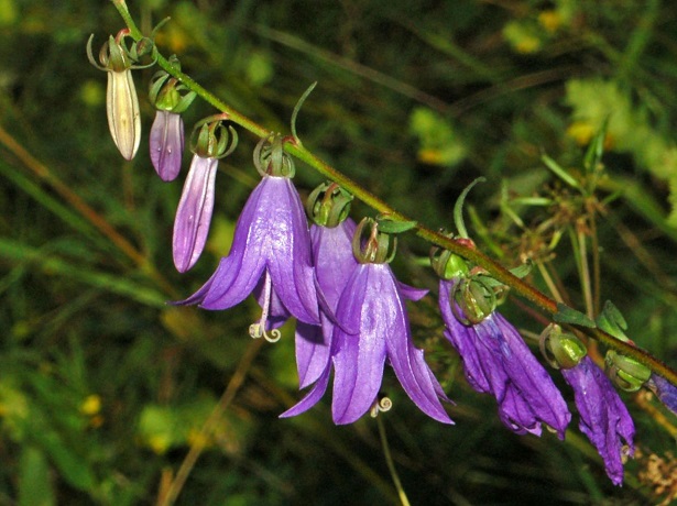 campanula il fiore 