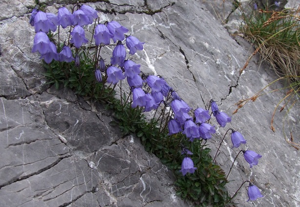 Campanula proprietà