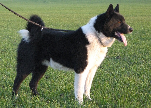 Cane da Orso della Carelia 