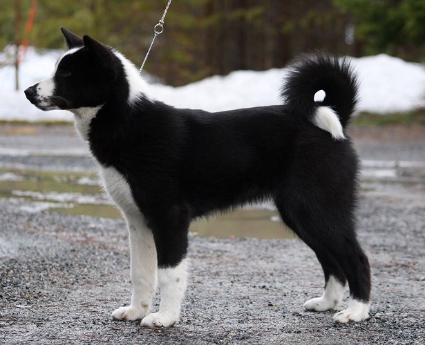 Cane da Orso della Carelia 