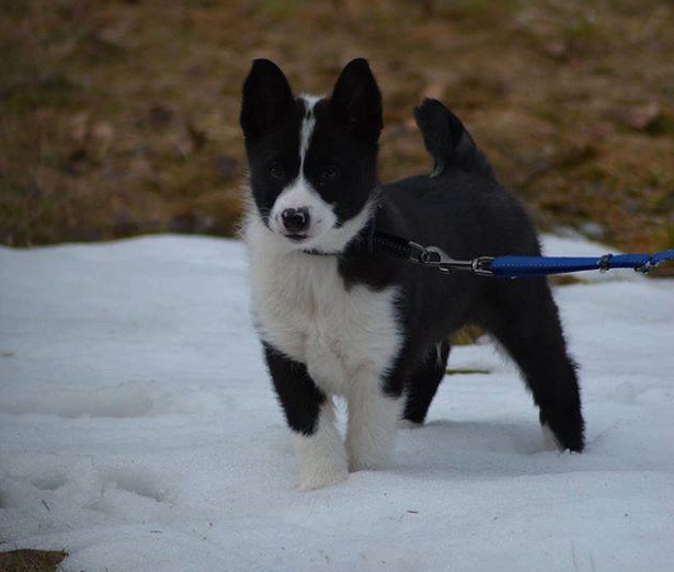 Cane da Orso della Carelia cuccioli