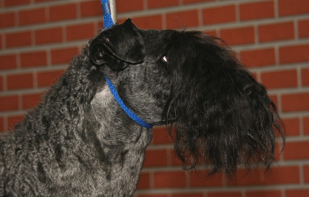 Kerry blue terrier foto Kerry blue terrier foto