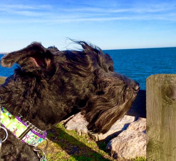 Kerry blue terrier origini Kerry blue terrier origini