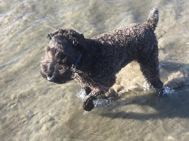 Kerry blue terrier pelo Kerry blue terrier pelo