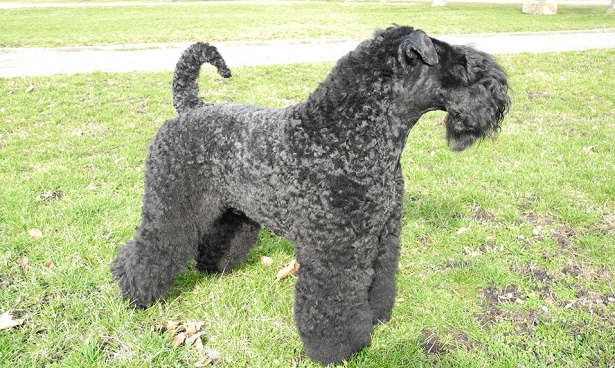 Kerry blue terrier Kerry blue terrier