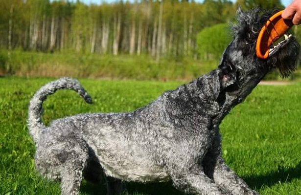 Kerry blue terrier foto Kerry blue terrier foto