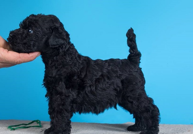 Kerry blue terrier cuccioli Kerry blue terrier cuccioli