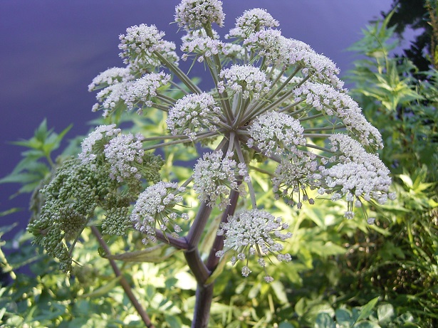 angelica foto