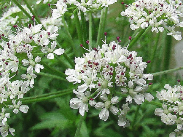 angelica foto