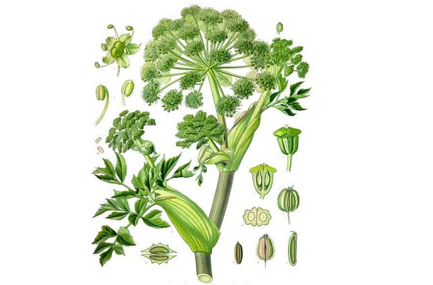 Angelica: proprietà