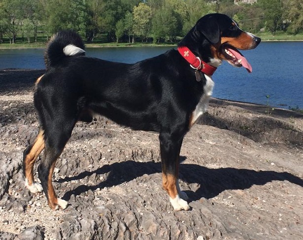 bovaro dell'appenzell bovaro dell'appenzell