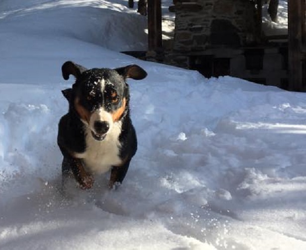 bovaro dell'appenzell allevamenti bovaro dell'appenzell allevamenti