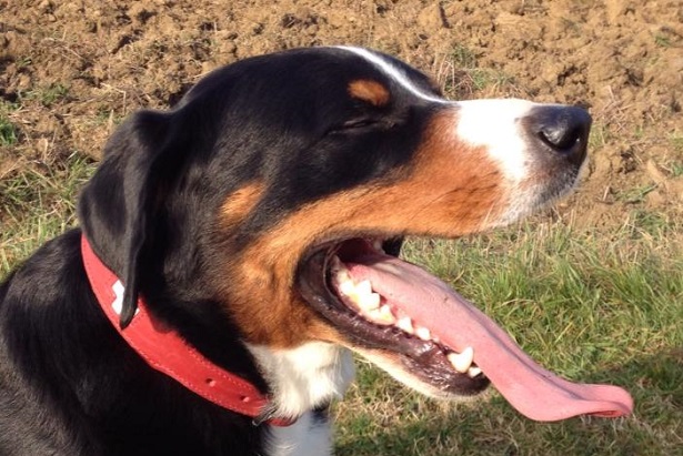 bovaro dell'appenzell origini bovaro dell'appenzell origini