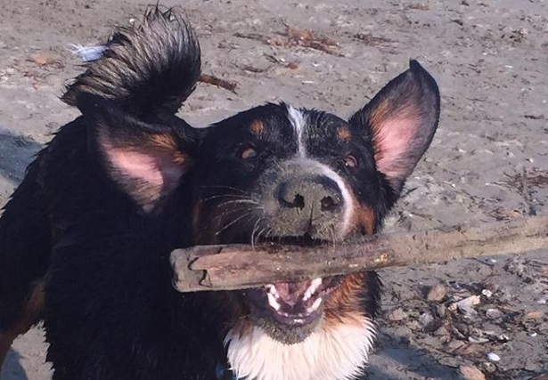 bovaro dell'appenzell carattere bovaro dell'appenzell carattere