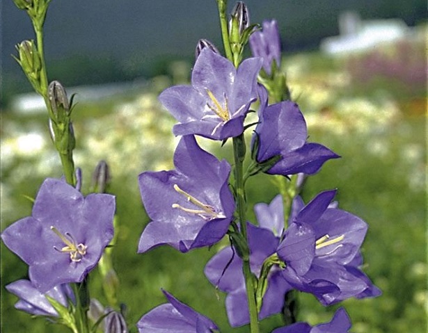 campanula semi