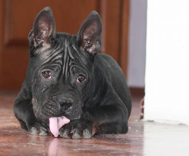 cane cinese chongqing aspetto