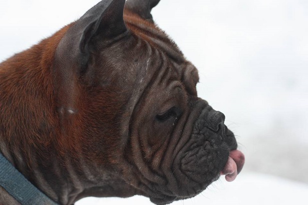 cane cinese chongqing carattere