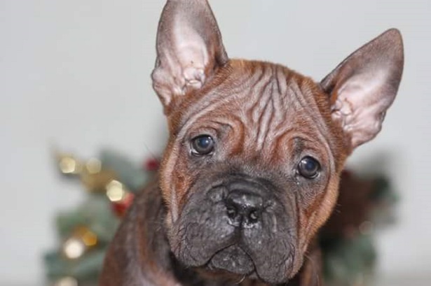 cane cinese chongqing 