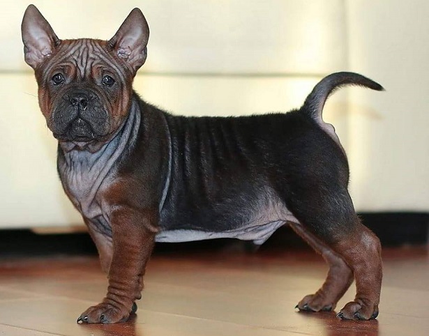 cane cinese chongqing diffusione