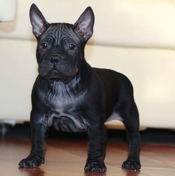 cane cinese chongqing origini