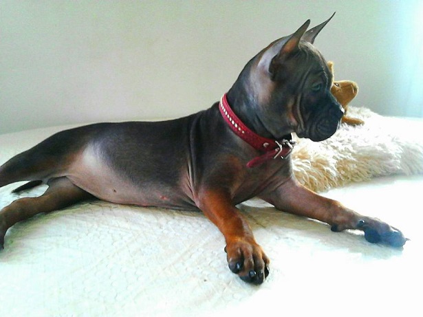 cane cinese chongqing carattere