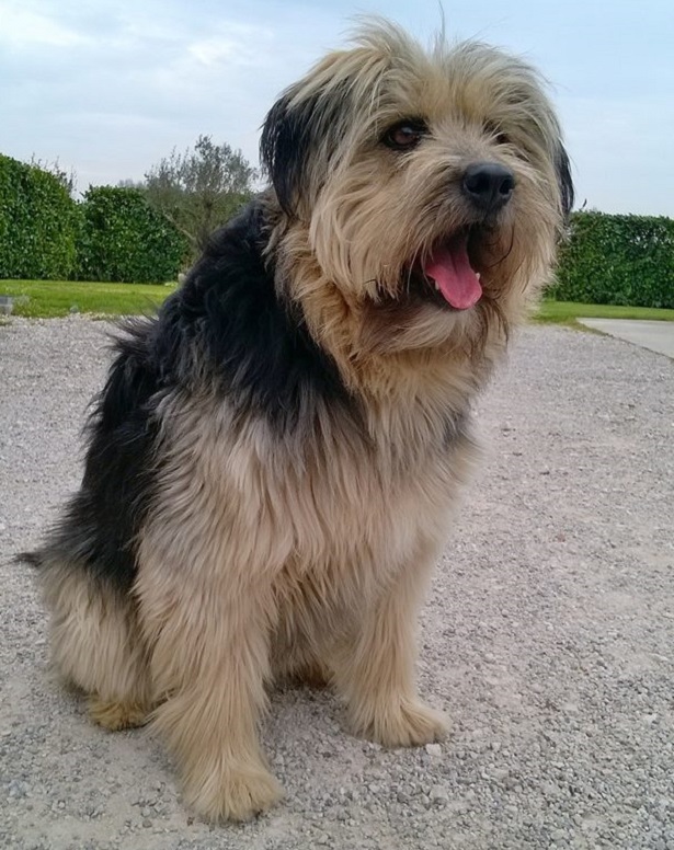 cane da pastore catalano in primo piano