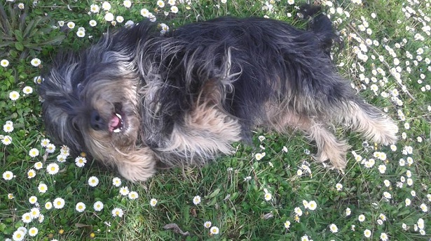 cane da pastore catalano su un prato