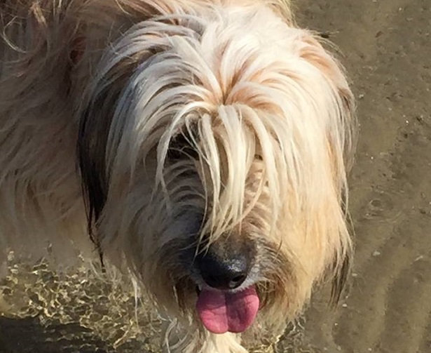 cane da pastore catalano 