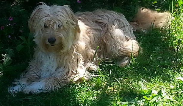 cane da pastore catalano mantello