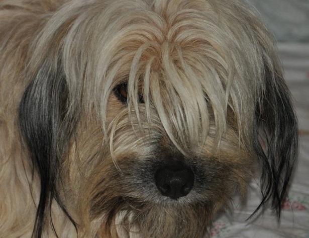 cane da pastore catalano 