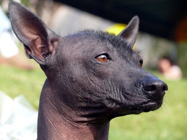perro sin pelo del Perù pelo perro sin pelo del Perù pelo