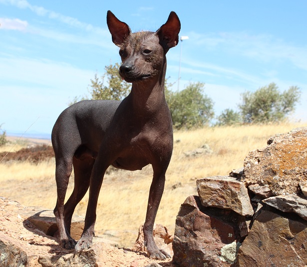 Cane del Perù Cane del Perù