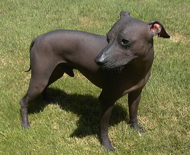 perro sin pelo del Perù carattere perro sin pelo del Perù carattere