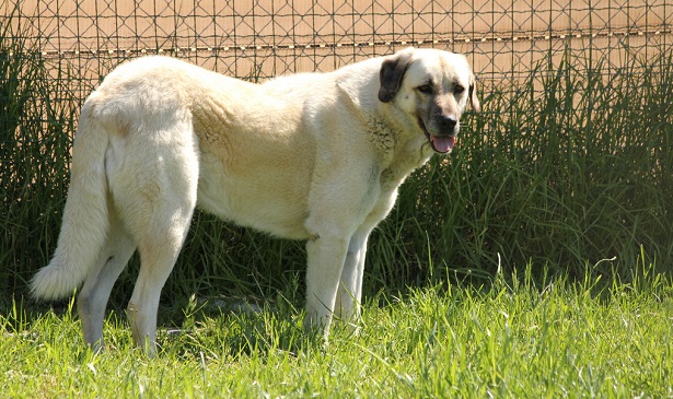 cane da pastore dell'anatolia 