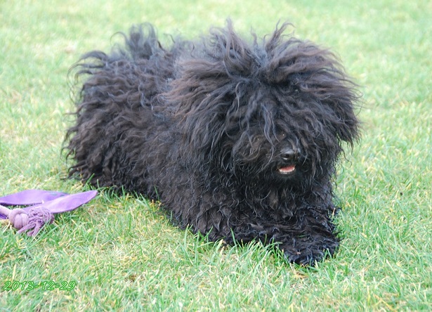 cane puli