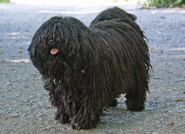 cane puli carattere