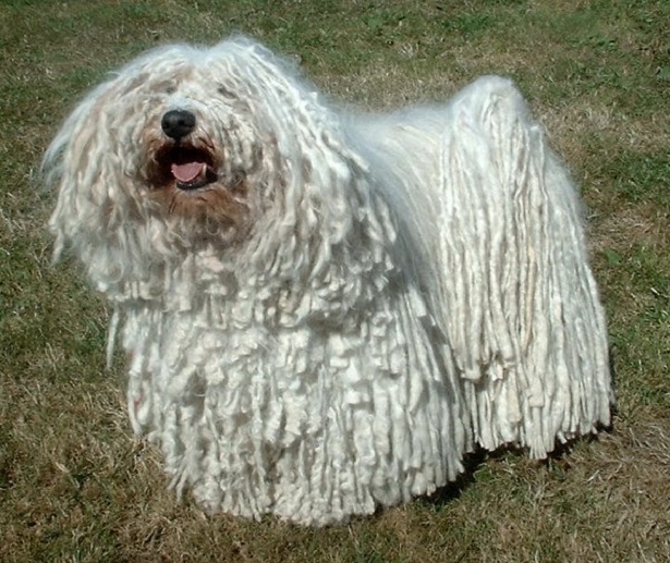 cane puli origini