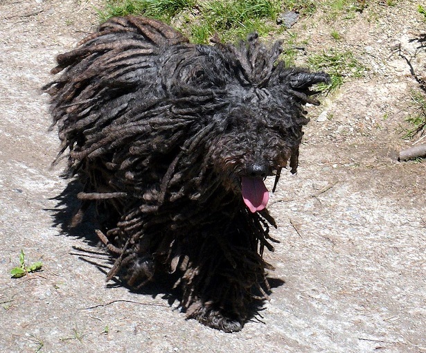 cane puli aspetto