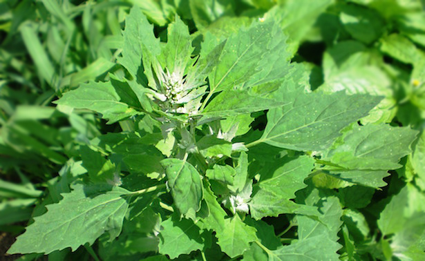 chenopodio proprietà 