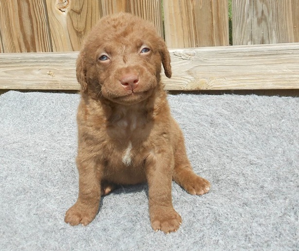 chesapeake bay retriever origini chesapeake bay retriever origini