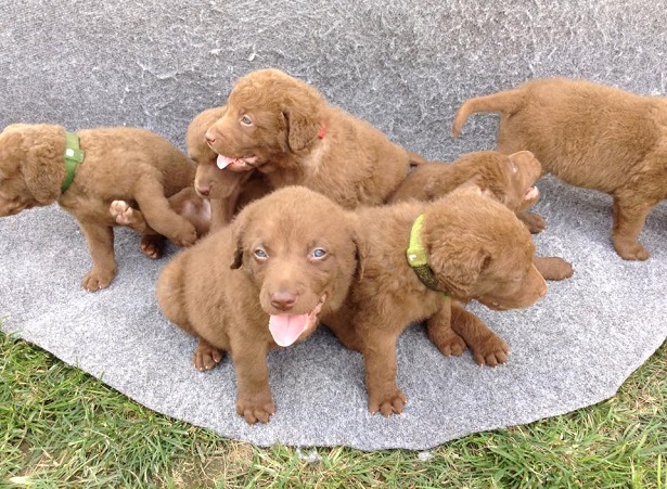 chesapeake bay retriever cuccioli chesapeake bay retriever cuccioli