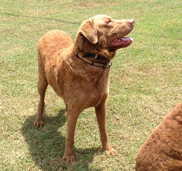 chesapeake bay retriever foto chesapeake bay retriever foto