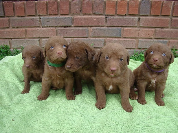chesapeake bay retriever cuccioli chesapeake bay retriever cuccioli
