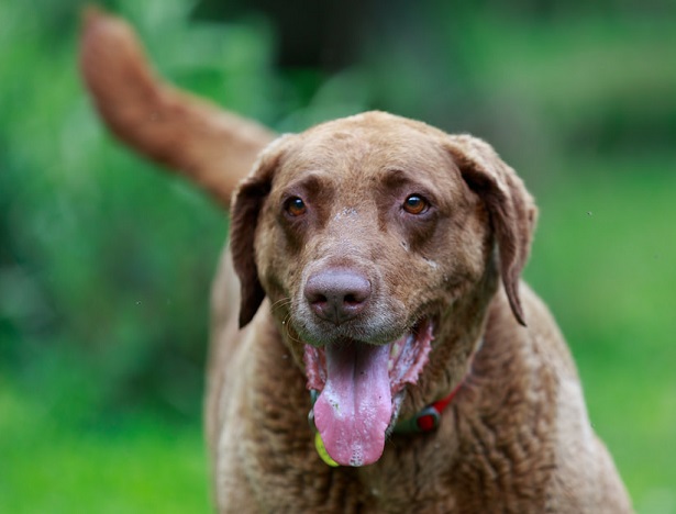chesapeake bay retriever chesapeake bay retriever